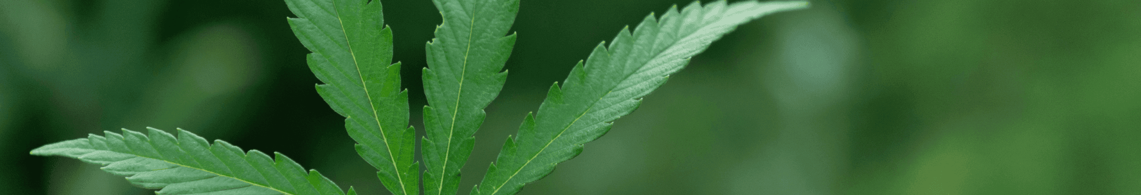 grüne Cannabis Pflanze 