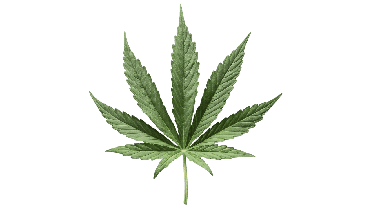 grünes Cannabis Blatt
